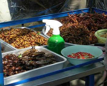 Manger des insectes en Thaïlande