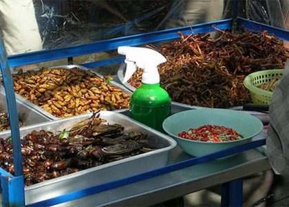 Manger des insectes en Thaïlande